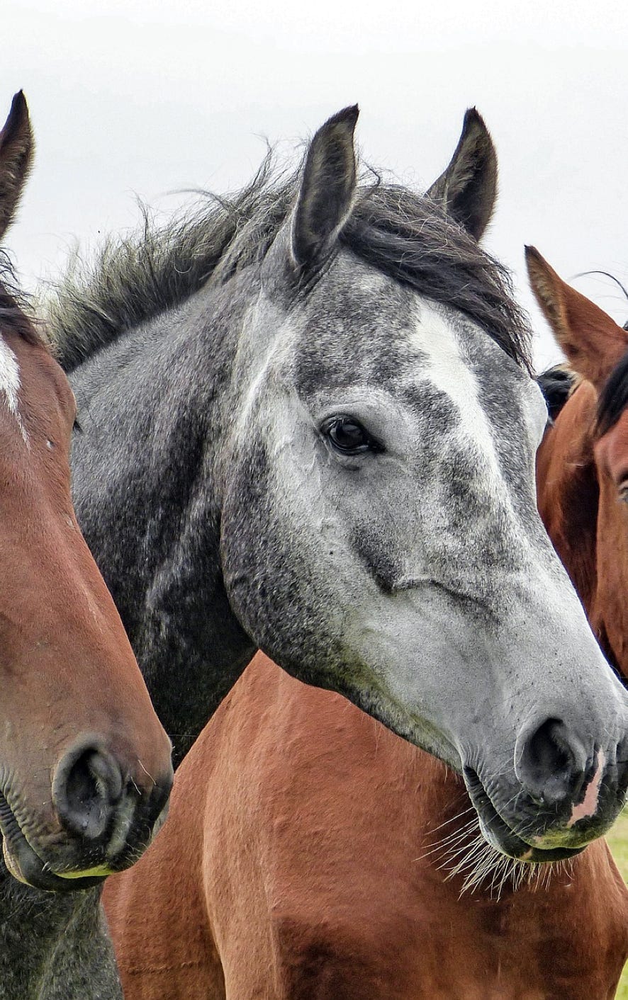 Colorado Quarter Horses, 